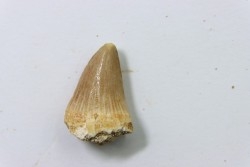 MOSASAURE tooth // Platecarpus ptychodon //Maestrichtian // Oued Zem - Morocco