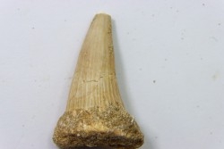 MOSASAURE tooth // Platecarpus ptychodon //Maestrichtian // Oued Zem - Morocco