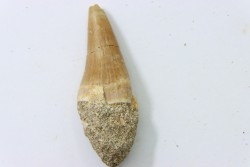 MOSASAURE tooth // Platecarpus ptychodon //Maestrichtian // Oued Zem - Morocco