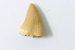 MOSASAURE tooth // Platecarpus ptychodon //Maestrichtian // Oued Zem - Morocco