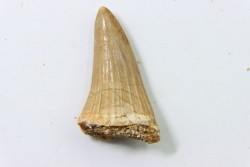 DENT DE MOSASAURE - Platecarpus ptychodon - Maestrichtien - Oued Zem, Maroc