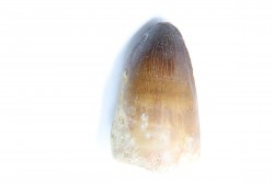 MOSASAURE tooth // Prognathodon Curii //Maestrichtian // Oued Zem - Morocco
