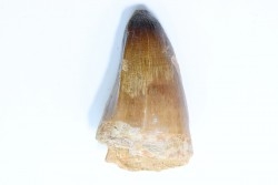 MOSASAURE tooth // Prognathodon Curii //Maestrichtian // Oued Zem - Morocco