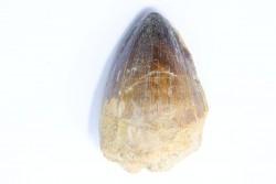 DENT DE MOSASAURE - Prognathodon Curii - Maestrichtien - Oued Zem, Maroc