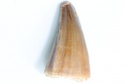 MOSASAURE tooth // Prognathodon Anceps //Maestrichtian // Oued Zem - Morocco