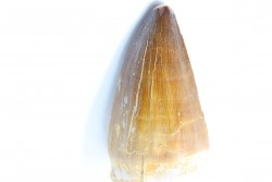 MOSASAURE tooth // Prognathodon Anceps //Maestrichtian // Oued Zem - Morocco