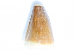 MOSASAURE tooth // Prognathodon Anceps //Maestrichtian // Oued Zem - Morocco
