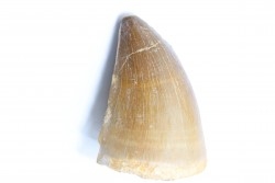MOSASAURE tooth // Prognathodon Anceps //Maestrichtian // Oued Zem - Morocco