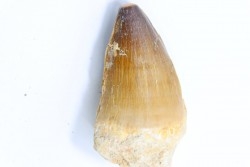 MOSASAURE tooth // Prognathodon Anceps //Maestrichtian // Oued Zem - Morocco