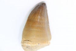 MOSASAURE tooth // Prognathodon Anceps //Maestrichtian // Oued Zem - Morocco
