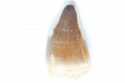 MOSASAURE tooth // Prognathodon Anceps //Maestrichtian // Oued Zem - Morocco