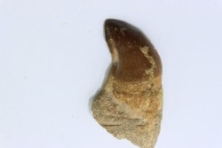 MOSASAURE tooth // Prognathodon Anceps //Maestrichtian // Oued Zem - Morocco