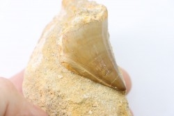 MOSASAURE tooth // Prognathodon Anceps //Maestrichtian // Oued Zem - Morocco