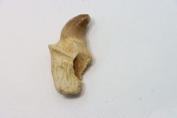 MOSASAURE tooth // Prognathodon Anceps //Maestrichtian // Oued Zem - Morocco
