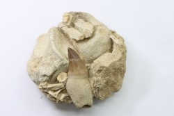 MOSASAURE tooth // Prognathodon Anceps //Maestrichtian // Oued Zem - Morocco