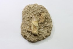 MOSAURE PTERYGOIDAL tooth // Prognathodon Anceps //Maestrichtian // Oued Zem - Morocco