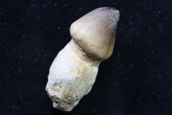MOSASAURE  tooth Globidens phosphaticus - Maastrichtian - Oued Zem - Morocco