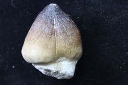 MOSASAURE  tooth Globidens phosphaticus - Maastrichtian - Oued Zem - Morocco