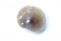 MOSASAURE  tooth Globidens phosphaticus - Maastrichtian - Oued Zem - Morocco