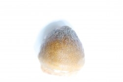 MOSASAURE  tooth Globidens phosphaticus - Maastrichtian - Oued Zem - Morocco
