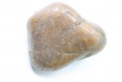 Gastrolithe de dinosaure - Crétacé inférieur - Cloverly formation - Montana - USA