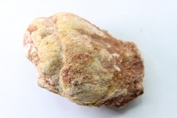 coprolithe - crétacé - kem-kem - MAROC