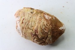 coprolith - cretaceous - kem-kem - MOROCCO