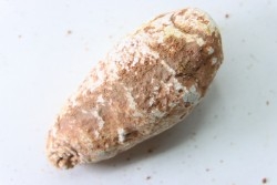 coprolithe - crétacé - kem-kem - MAROC