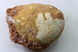 coprolith - cretaceous - kem-kem - MOROCCO
