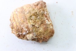 coprolithe - crétacé - kem-kem - MAROC