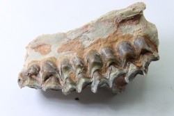 OREODON : Merycoidodon culbersoni - oligocène - Brule fmt - White river Badlands - S. Dakota, USA