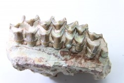OREODON : Merycoidodon culbersoni - oligocène - Brule fmt - White river Badlands - S. Dakota, USA