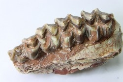 OREODON : Merycoidodon culbersoni - oligocène - Brule fmt - White river Badlands - S. Dakota, USA