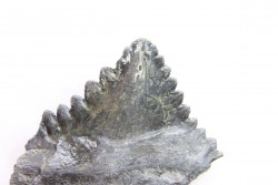 dent de requin: EDESTUS HEINRICHI - Pennsylvannien - Sparta, Illinois, USA
