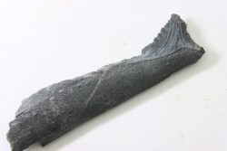 dent de requin: EDESTUS HEINRICHI - Pennsylvannien - Sparta, Illinois, USA