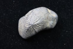 Ptychodus mortoni - Cretaceous - Alabama - USA