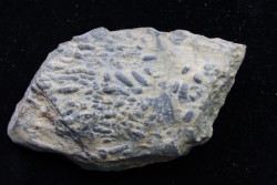 accumulation of  trilobit's COPROLITHES : TOMACULUM PROBLEMATICUM - Ordovician - Maine et Loire, FRANCE