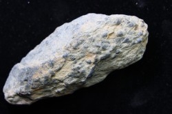 accumulation of  trilobite's COPROLITHES : TOMACULUM PROBLEMATICUM - Ordovician - Maine et Loire, FRANCE, FRANCE