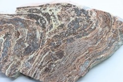 STROMATOLITE - Paléozoïc - Mexico