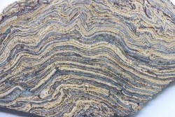 STROMATOLITE - Paléozoïc - Mexico