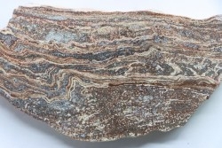 STROMATOLITE - Paléozoïque - Mexique