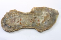 coprolithe de dinosaure - jurassique - Morrison Formation