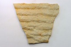 Microbial mat. - cambrian - (Possible précambrian?) - Mt Simon Sandstone - Central Wisconsin - USA