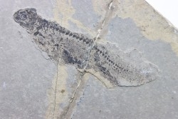 Branchiosaurus petrolei - permien inf. - Jeckenback Fmt - Odernheim, Allemagne