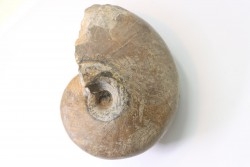 nautilus: PARACENOCERAS sp. (?) - Oxfordian - Villers sur Mer - FRANCE