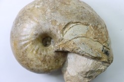 nautilus: Cenoceras annulare - pliensbachian - Fresney-le-Puceux – FRANCE