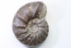 CERATITES NODUSUS - Muschelkalk - Wasselone, FRANCE