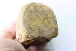 dinosaure vertebra: TRICERATOPS HORRIDUS