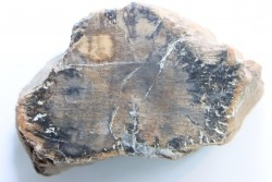 fossil wood - conifère - Permian - Le Muy, 83 - FRANCE