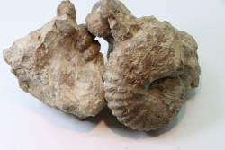 Ammonite Stoliczkaia / mariella / desmoceras / oursin  - Albien supérieur - Penzesgyor, Hongrie